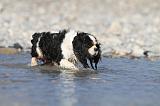 CAVALIER KING CHARLES 249